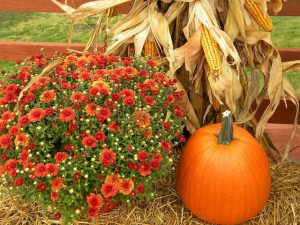 Fall scene