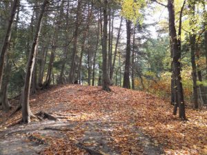 Forest Humber River Trail
