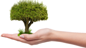 Hand holding tree