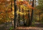 Credir River in fall