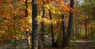 Credir River in fall