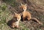 Red fox kits