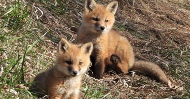 Red fox kits