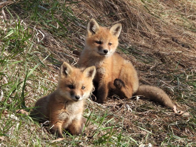 Red fox kits