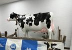 Cow in area at Udder Tournament