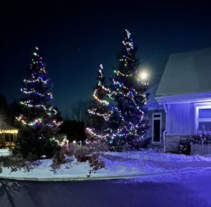 Lit trees at Bethell Hospice Light & Love
