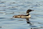 Loon in water