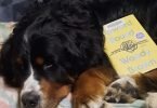Sterling with book