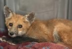 Red fox resting on blanket