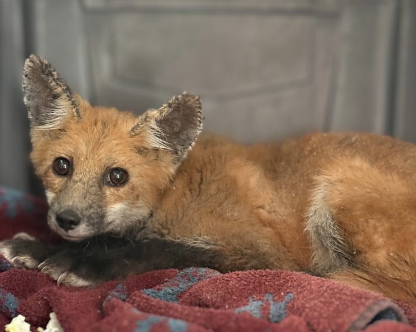 Red fox resting on blanket